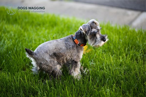 Giant Schnauzer Salt and Pepper Food Needs