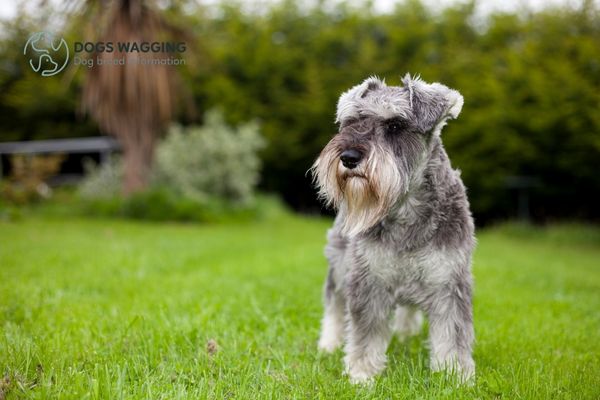 The Pepper and Salt Giant Schnauzer with daily walk and play time