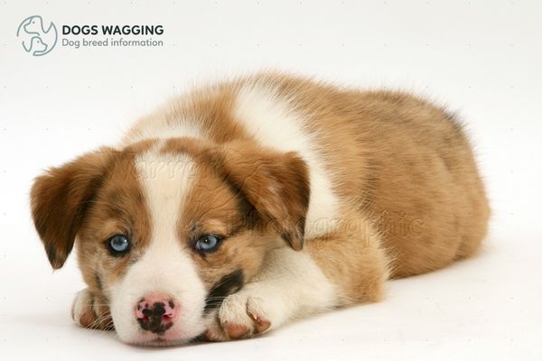 Fun Facts about the Border Collie with Blue Eyes