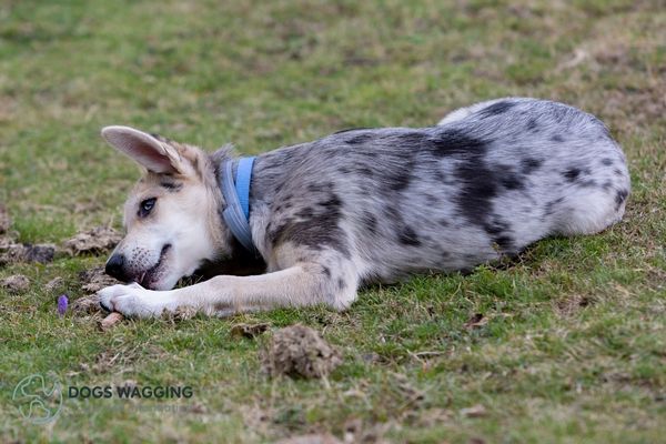 Why Do Border Collies Have Blue Eyes?