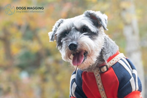 Salt and Pepper Giant Schnauzer: All Fun Traits And Pictures