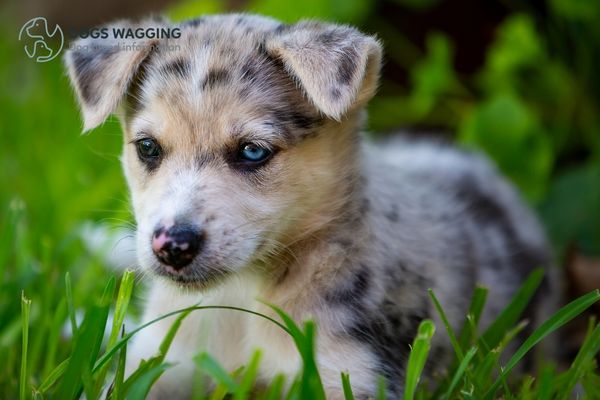 The Border Collie Blue Eyes Puppy