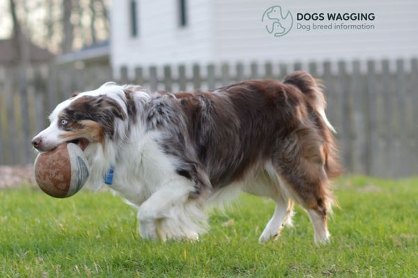 Border Collie with Blue Eyes Care Considerations