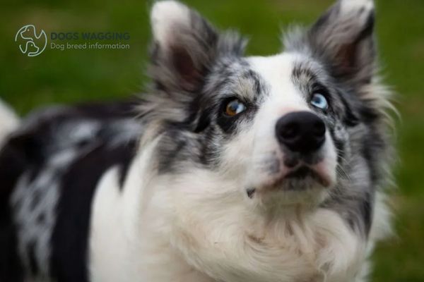 The Blue-Eyed Border Collie requires high-quality dog food