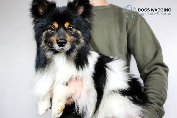 Border Collie and Pomeranian Mix after grooming