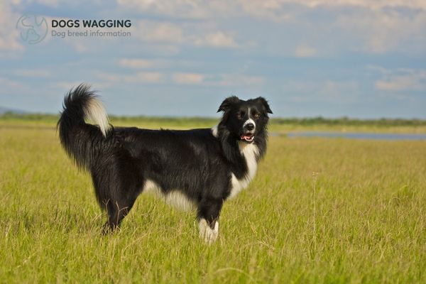 The Border Collie