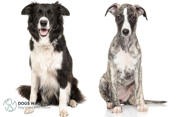 Whippet Border Collie Mix Temperament