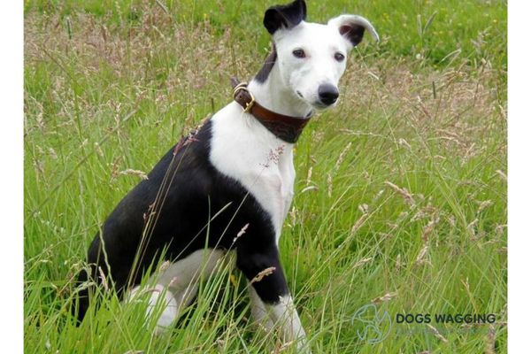 Border Collie Whippet Mix All Impressive Traits And Pictures