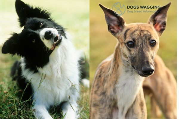 Border Collie Whippet Mix All Impressive Traits And Pictures