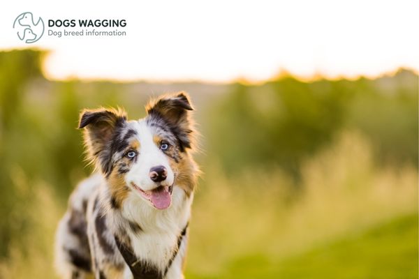 Potential Health Issues When You Shave a Border Collie