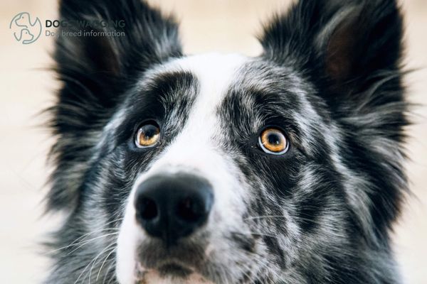 When Do Border Collie Ears Stand Up?