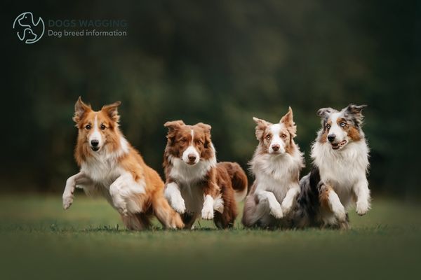 The Border Collie Breed