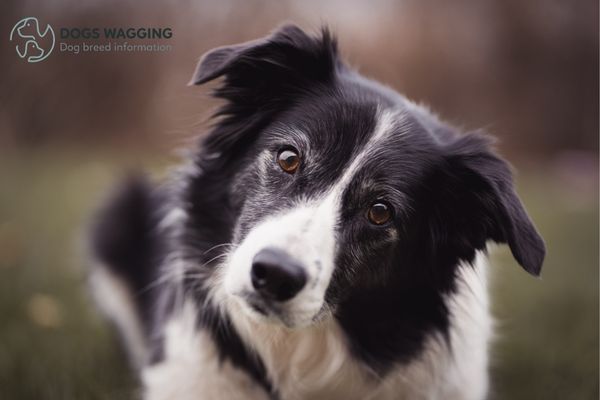 What Factors Affect Border Collie Ears Shape?