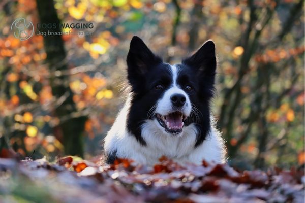 How Can You Make Border Collie’s Ears Tip?