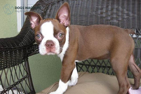 Red Colored Boston Terrier