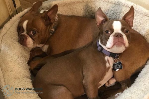 Red Boston Terrier Physical Traits