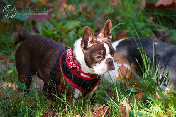 Boston Terrier Red Food Needs