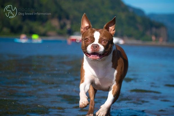 Red Boston Terrier Dogs require daily exercises