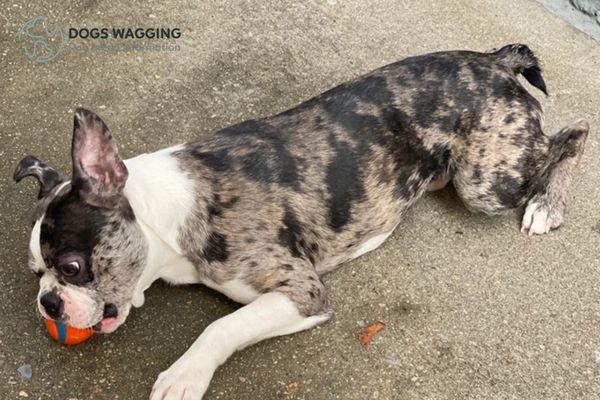 Merle Boston Terrier Dogs with ball games