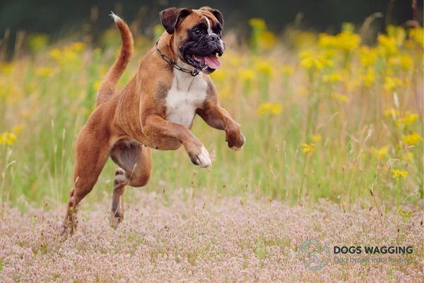 Why Boxers Are The Worst Dogs Top 8 Reasons