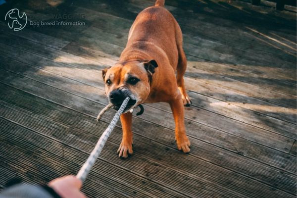 Why Boxers Are The Worst Dogs Top 8 Reasons