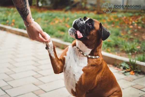 The loyal and affectionate Boxer