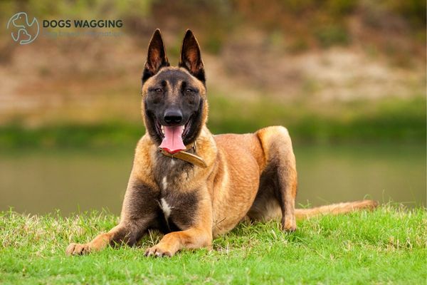 The Belgian Malinois