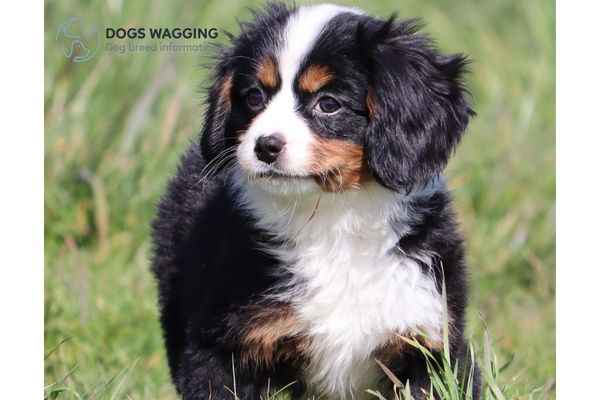 Mini Bernese Mountain Dog Traits