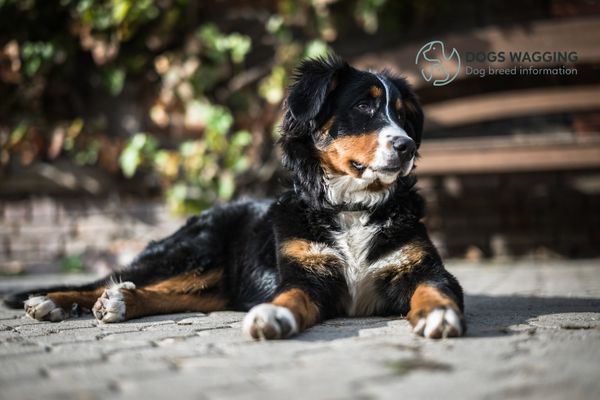 Mini Bernese Mountain Dogs with grooming needs