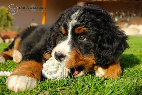 Mini Bernese Mountain Dog A Complete Guide