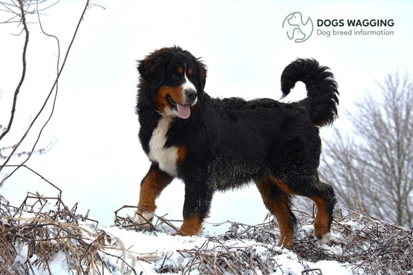 Mini Mountain Bernese Dogs require high-quality dog food