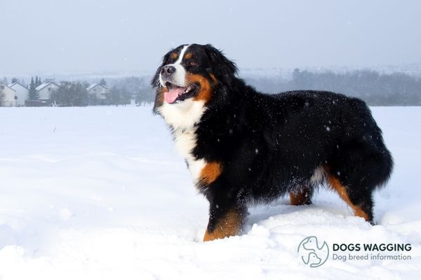 The Bernese Mountain Dog