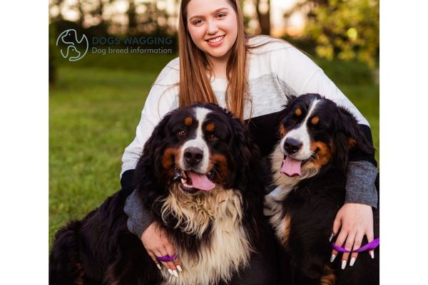 The Bernese Mountain Dog for adoption