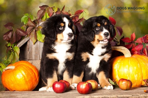 Bernese Mountain Dog puppies for adoption