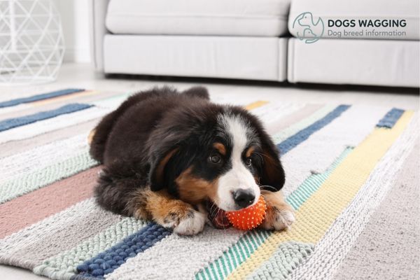 Bernese Mountain Dog adoption and training