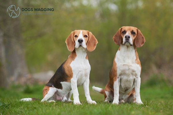 The Beagles