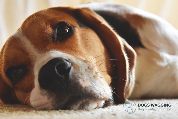 Why Beagles Are The Worst Dogs Top 10 Reasons