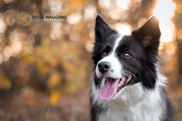 The Border Collie breed