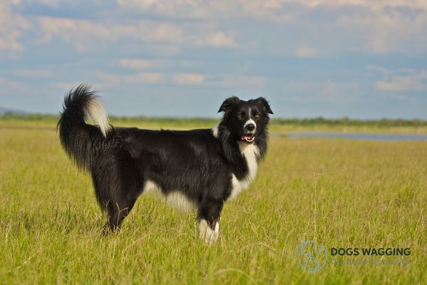 The Border Collie has a curl tail