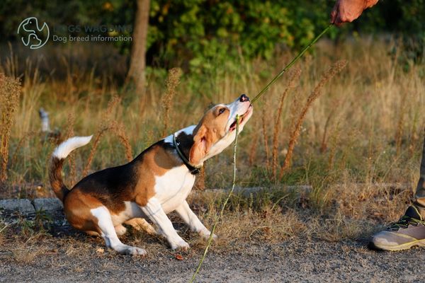 Why Beagles are bad dogs