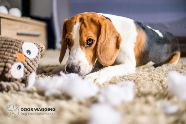 Why Beagles Are The Worst Dogs Top 10 Reasons