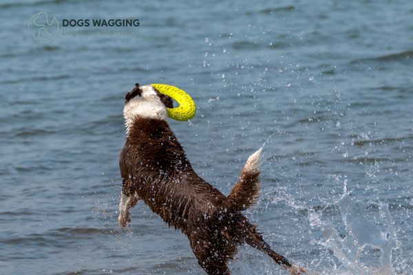 Wagging & communication of Border Collie Tail 