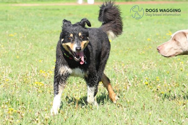 Border Collie Tail All Fun Facts And Pictures