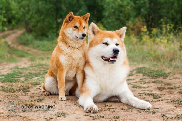 The Akita breed