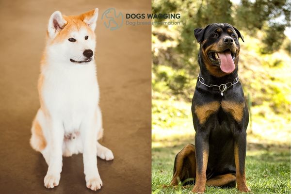 Akita Mix With Rottweiler Traits