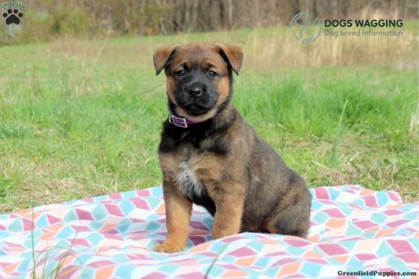 Rottweiler Mixed With Akita Training