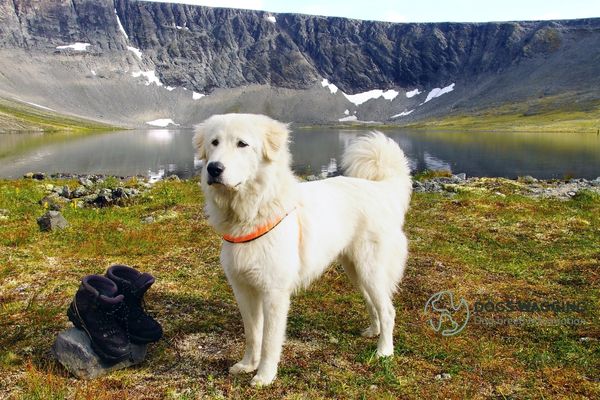 Anatolian Shepherd physical and temperament traits