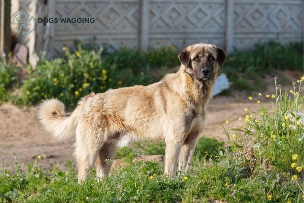 Brindle Anatolian Shepherd