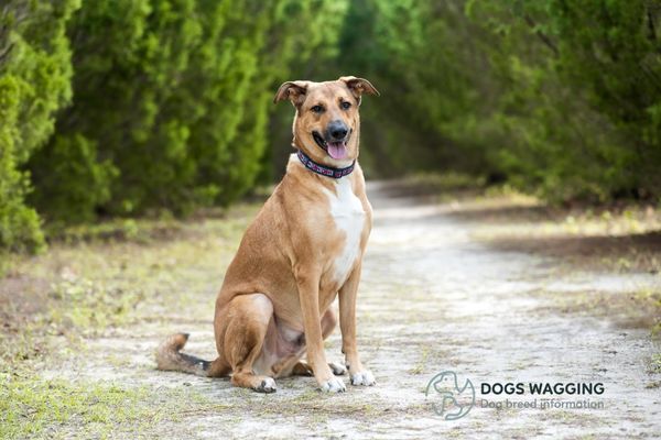 Anatolian Shepherd Exercise Needs