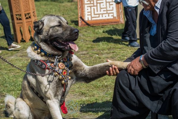 Anatolian Shepherd Colors